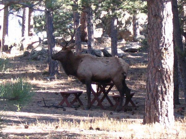We had a visitor.jpg